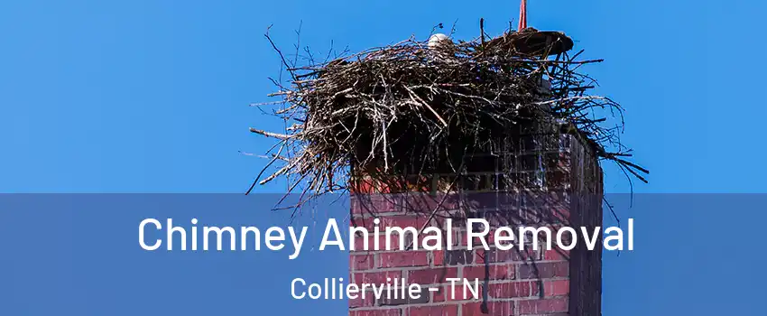 Chimney Animal Removal Collierville - TN
