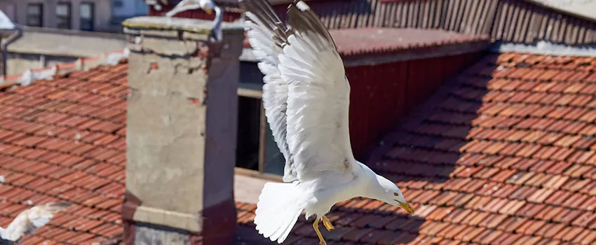 Residential Chimney Animal Removal Solution in Collierville, TN