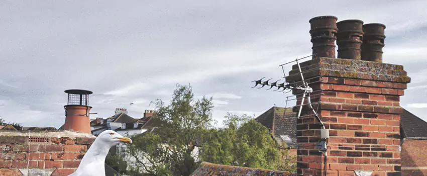 Chimney Cleaning And Restoration in Collierville, Tennessee